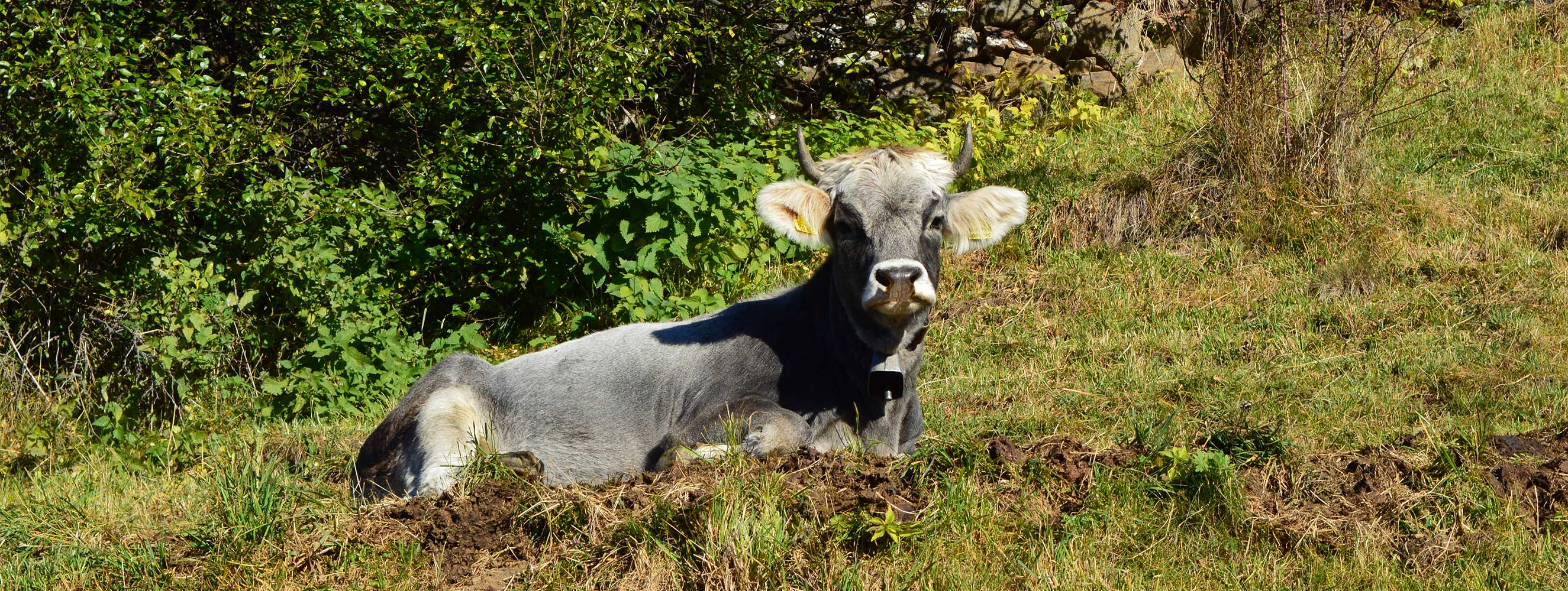 Tiere am Pirchhof